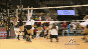 volleyball vb GIF by University of Iowa Hawkeyes Athletics