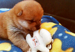 puppy playing GIF