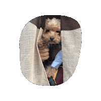 Azu113 dog 犬 maltipoo マルプー Sticker