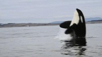 Hd Orca GIF