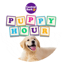 Puppy Training Sticker by Central Bark