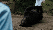 Hungry Black Bear GIF by Cocaine Bear
