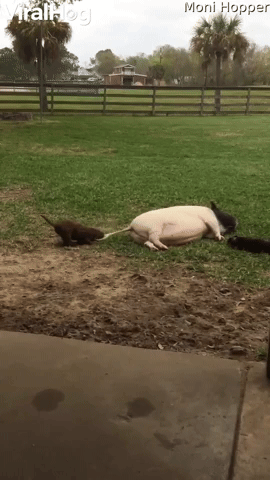 Tail Pulling Puppy Pesters Pot-Bellied Pig
