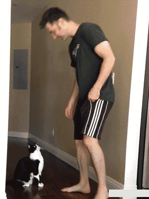 cat stretching GIF by Cheezburger