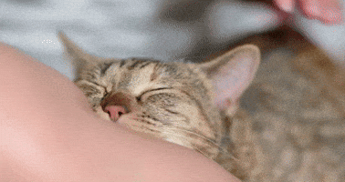 You Make Me Happy Cat GIF by Sealed With A GIF