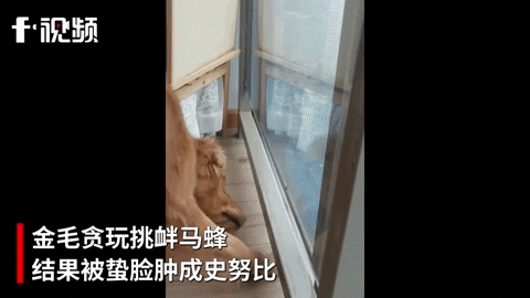 cuteanimalland giphyupload GIF