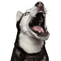 unimpressedhusky unimpressedhusky huskyjuno Sticker