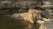 tiger savage kingdom GIF by Nat Geo Wild 