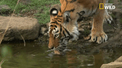 water drinking GIF by Nat Geo Wild 