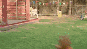 GIF by Dance Camp