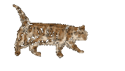 Cat 歩く Sticker