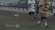 pet love GIF by MLB