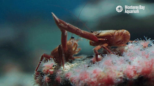 face off fight GIF by Monterey Bay Aquarium