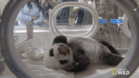 panda GIF by Nat Geo Wild 