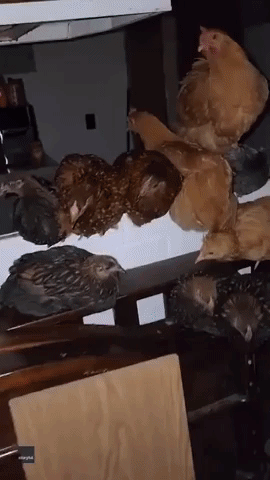 Staging a 'Coop'... Chickens Take Over Nebraska Woman's Kitchen