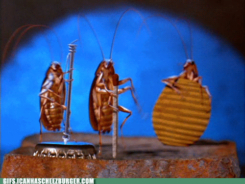 bugs cockroach GIF by Cheezburger