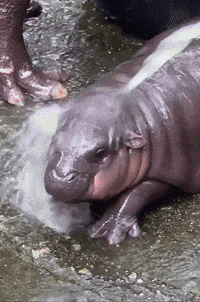 Baby Animals Mood GIF