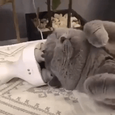 thecatneeds giphygifmaker GIF