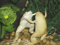 jonnys_world frog dance forbidden dance the ol razzle dazzle frogs in love GIF