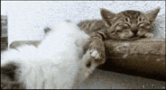 Cats Ignore GIF