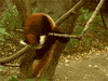 red panda GIF