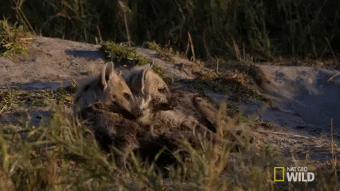 nat geo wild hyena GIF by Savage Kingdom