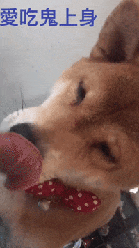 dog love GIF by Pamily