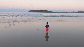 Adorable Toddler Delights in Sunset Run With Seagulls on Stunning Coffs Harbour Beach