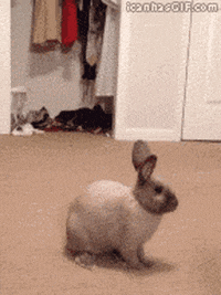 Video gif. Light gray bunny sits casually in the middle of a room when a dark gray bunny suddenly bolts out of the closet and causes a hilariously dramatic jump scare.