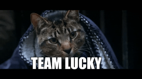GrayHatLLC giphygifmaker lucky catdad catdaddies GIF