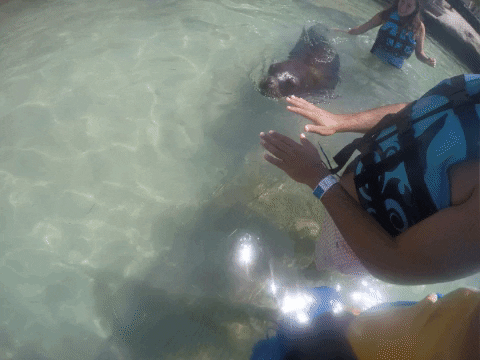 sea life GIF by Dolphin Discovery