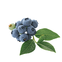 Health Fruit Sticker by Viveau