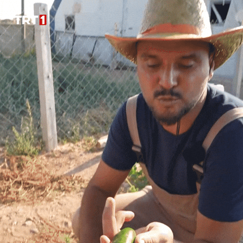 Summer What GIF by TRT