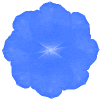 Blue Rose Flower Sticker