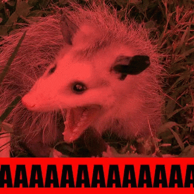 moodman giphyupload possum GIF
