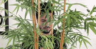 nao GIF by Thaeme & Thiago