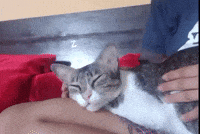 Cat Sleep Sleepy Baby Lay Lap Relax Calm Nepalicats GIF