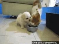 fofo GIF