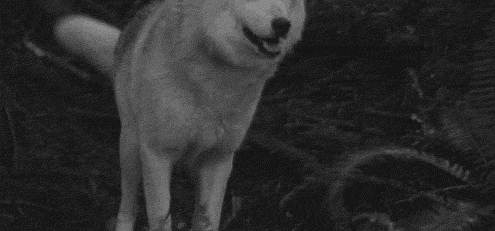 white wolf dancing GIF