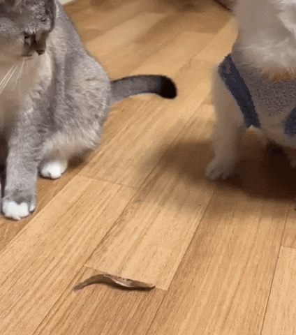 uuusssuuu giphyupload GIF