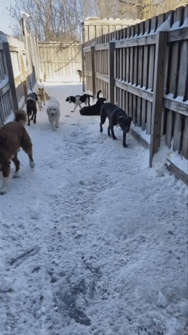 Pup Does His Part in Clearing Snow at Doggie Day Care