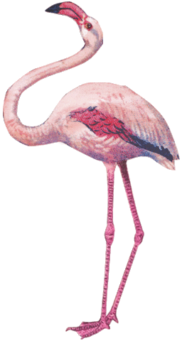 Bear Flamingo Sticker by Binske