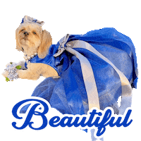 Prom Dress Sticker by Pimp Yo Pets