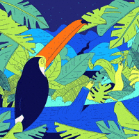 estudio_pum summer bird tropical verao GIF