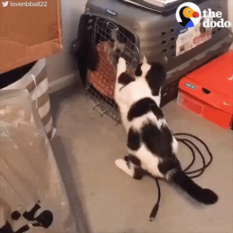 cat dog GIF by The Dodo