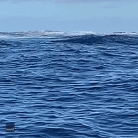 Paddle Boarders Witness Close-Up Whale Breach in Hawaii