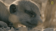 GIF by National Geographic Channel