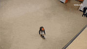viceland GIF by KING OF THE ROAD