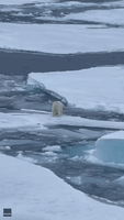 Polar Bear's Icy Shenanigans Fascinate Arctic Tourist