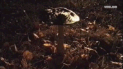 viceland GIF by Hamilton's Pharmacopeia